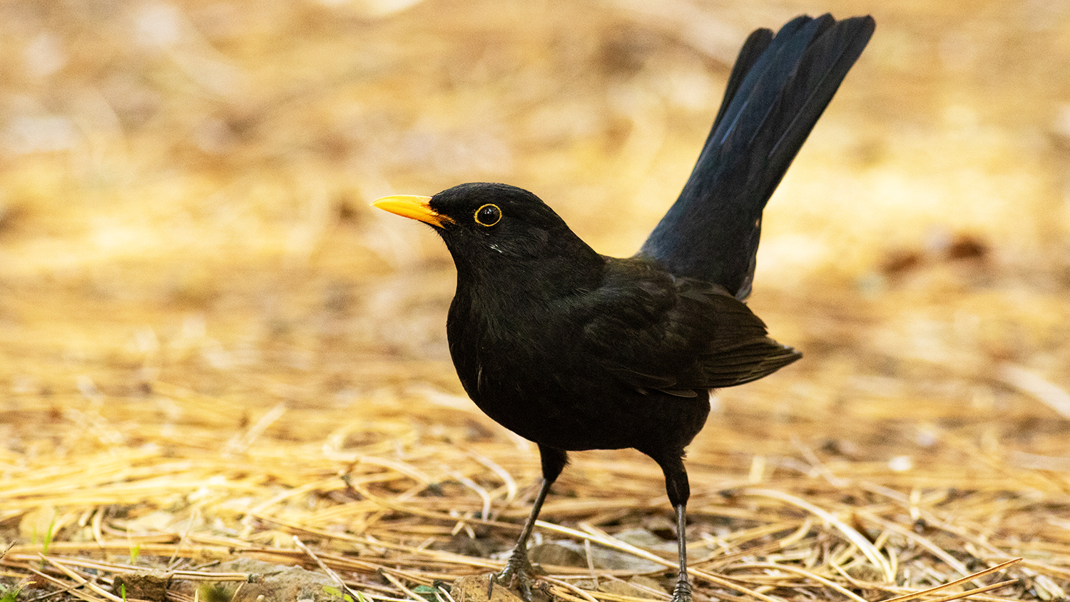 Eurasian Blackbird